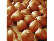 Golden Gourmet Shallots